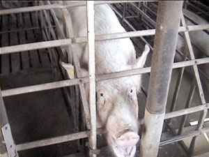 Un accord pour l'importation de porc non conforme aux normes UE